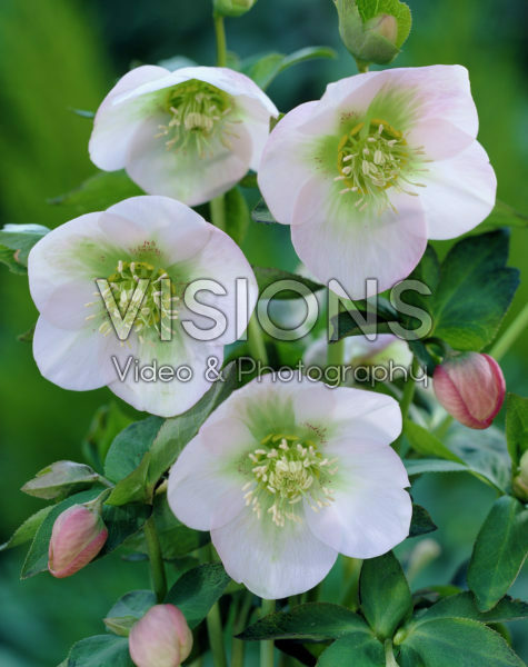 Helleborus orientalis Helleborus orientalis
