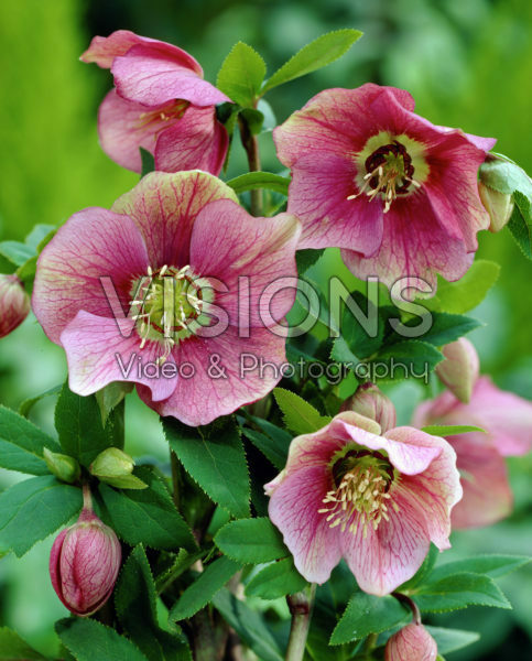 Helleborus orientalis Helleborus orientalis