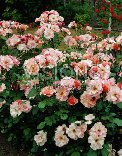 Rosa Mullard Jubilee Rosa Mullard Jubilee