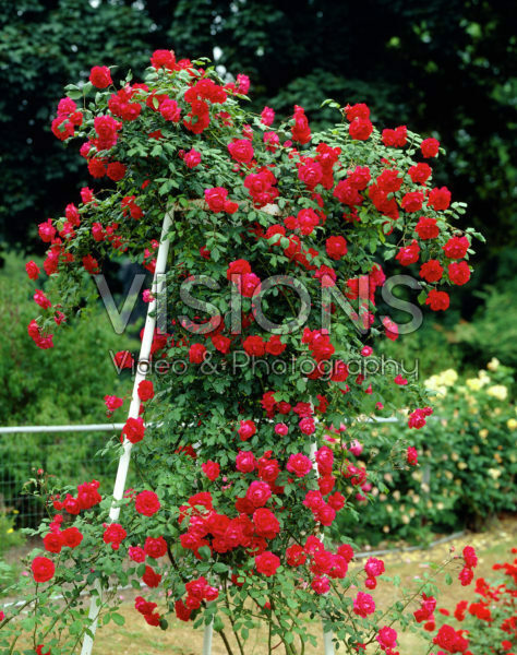 Rosa Paul's Scarlet Climber Rosa Paul's Scarlet Climber