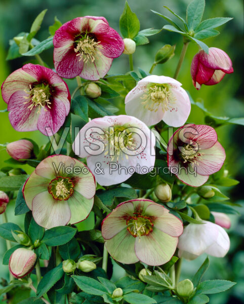 Helleborus orientalis mixed Helleborus orientalis mixed