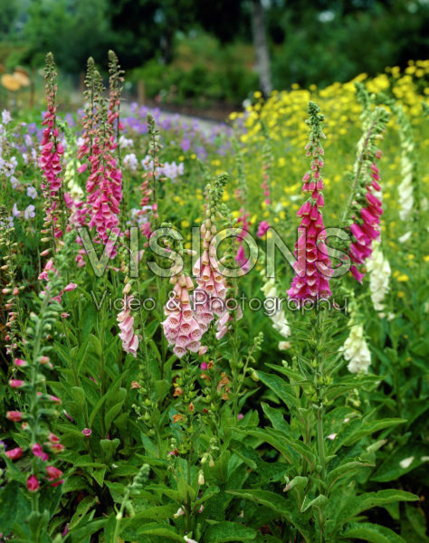 Digitalis purpurea mixed Digitalis purpurea mixed