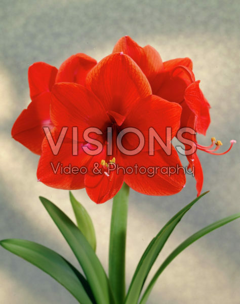 Hippeastrum Eos Hippeastrum Eos