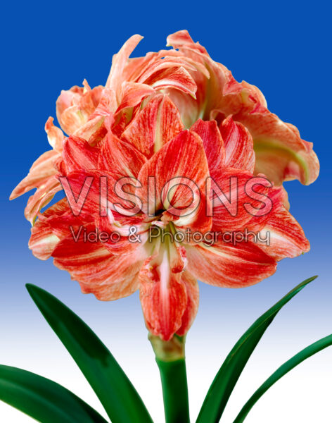 Hippeastrum Lady Jane Hippeastrum Lady Jane