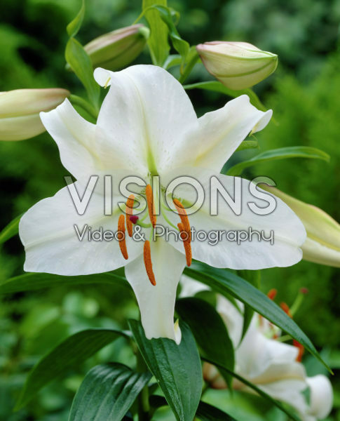 Lilium Casa Blanca Lilium Casa Blanca