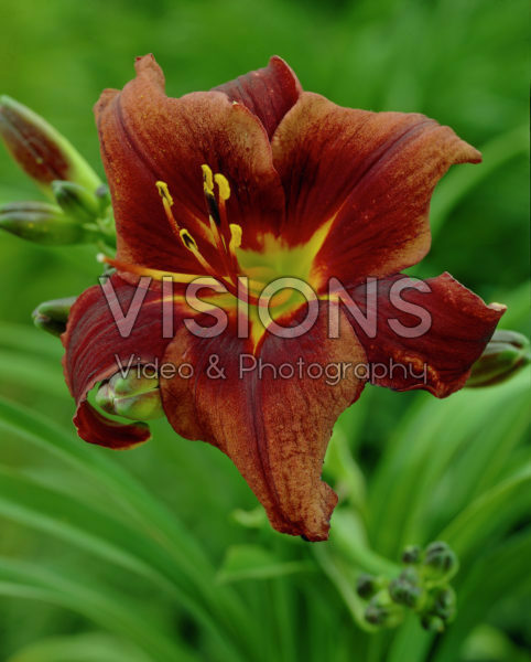 Hemerocallis Starling Hemerocallis Starling
