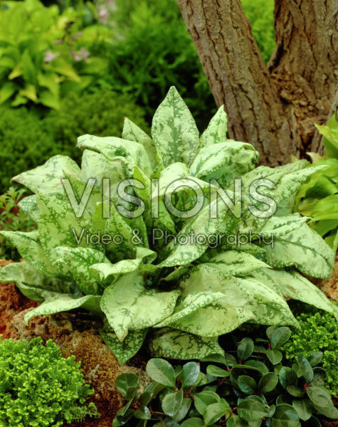Pulmonaria Bavels Variety Pulmonaria Bavels Variety