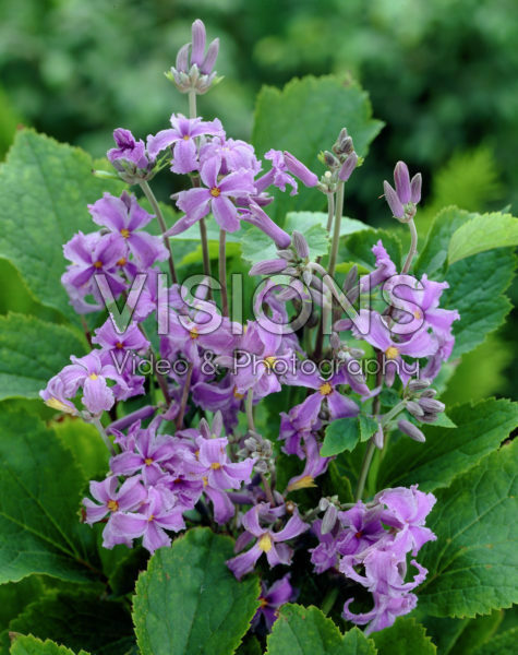 Clematis heracleifolia Clematis heracleifolia