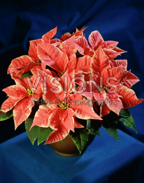 Euphorbia pulcherrima red Euphorbia pulcherrima red