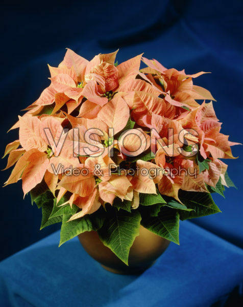 Euphorbia pulcherrima pink Euphorbia pulcherrima pink