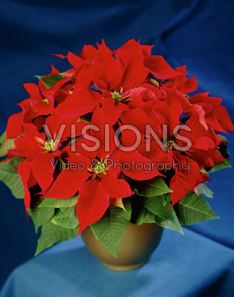 Euphorbia pulcherrima red Euphorbia pulcherrima red