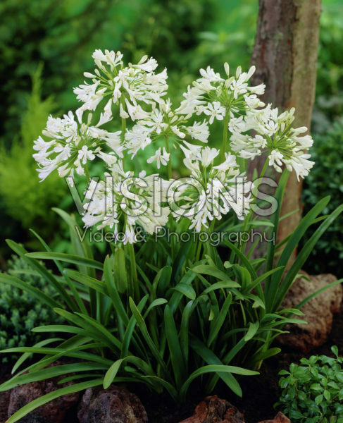 Agapanthus white Agapanthus white