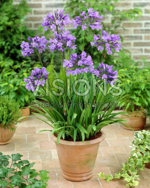 Agapanthus Agapanthus