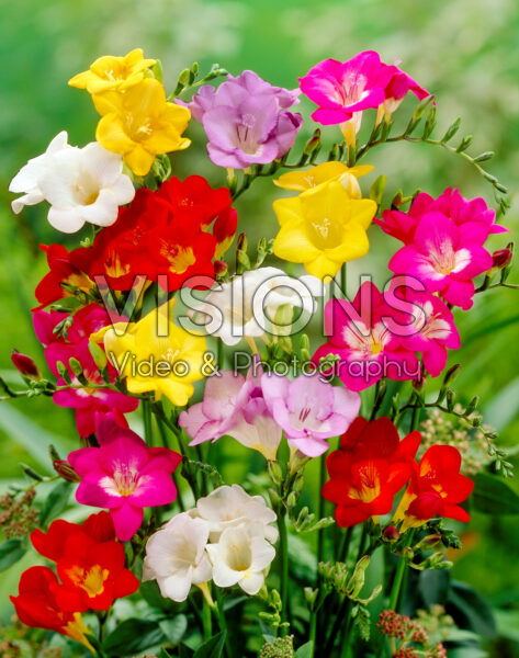 Freesia single mixed Freesia single mixed