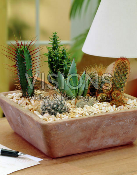 Cactus mixed Cactus mixed