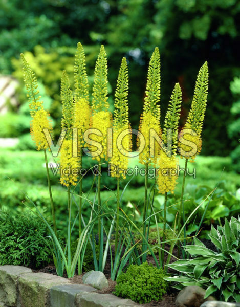 Eremurus stenophyllus Eremurus stenophyllus