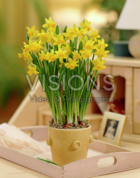 Narcissus Tete a Tete Narcissus Tete a Tete