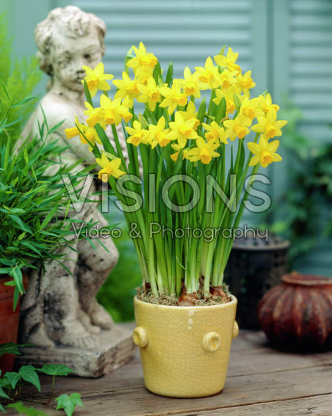 Narcissus Tete a Tete Narcissus Tete a Tete