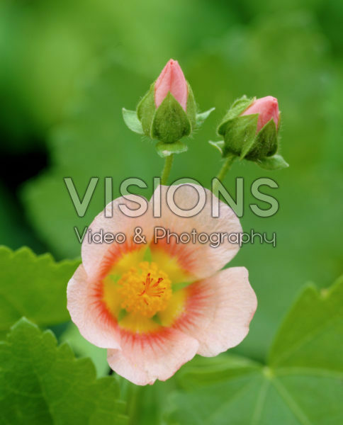 Althaea officinalis Romney Marsh Althaea officinalis Romney Marsh