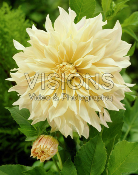 Dahlia Café au Lait Dahlia Café au Lait