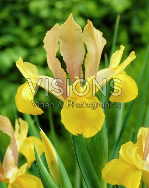 Iris Rusty Beauty Iris Rusty Beauty