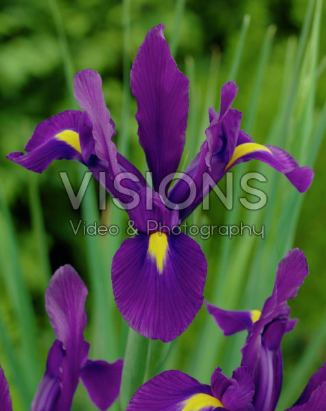 Iris Purple Sensation Iris Purple Sensation