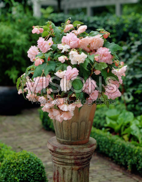 Begonia Olympic pink Begonia Olympic pink