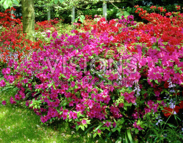 Rhododendron pink Rhododendron pink