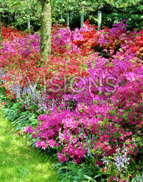 Rhododendron mixed Rhododendron mixed