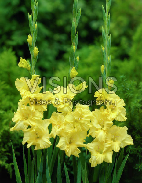 Gladiolus Charisma Gladiolus Charisma