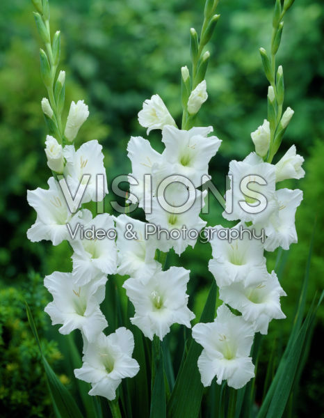 Gladiolus Snowscape Gladiolus Snowscape