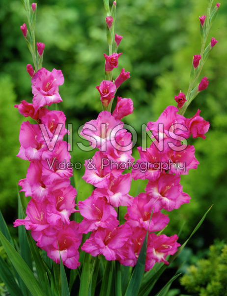 Gladiolus Down Slow Gladiolus Down Slow