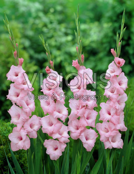 Gladiolus Party Dress Gladiolus Party Dress