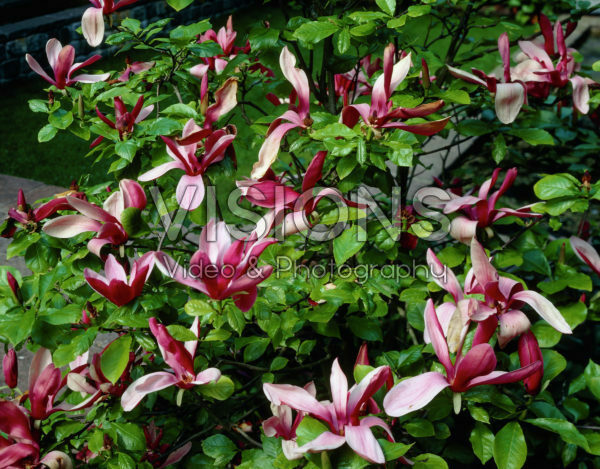 Magnolia liliiflora Nigra Magnolia liliiflora Nigra
