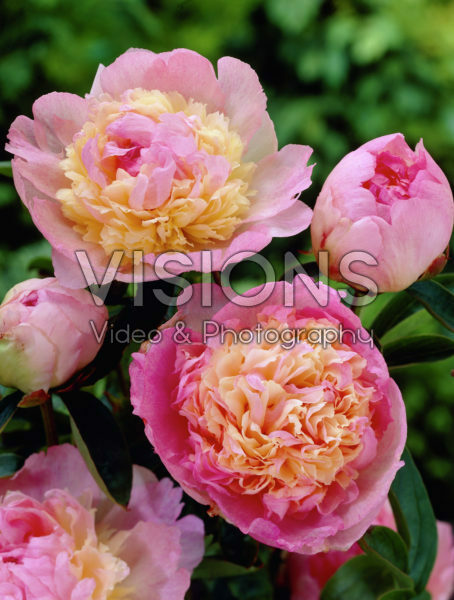 Paeonia Catharina Fontijn Paeonia Catharina Fontijn