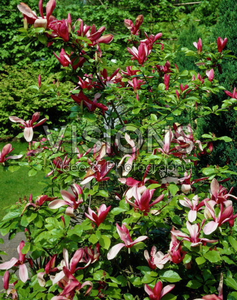 Magnolia liliiflora Nigra Magnolia liliiflora Nigra