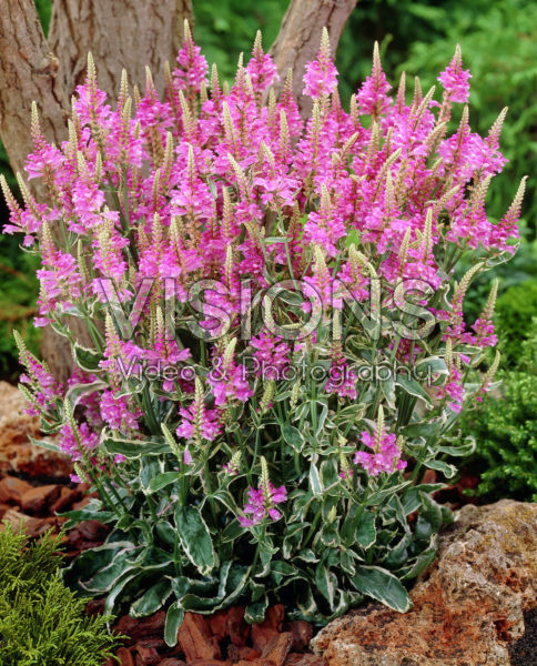 Physostegia virginiana Variegata Physostegia virginiana Variegata