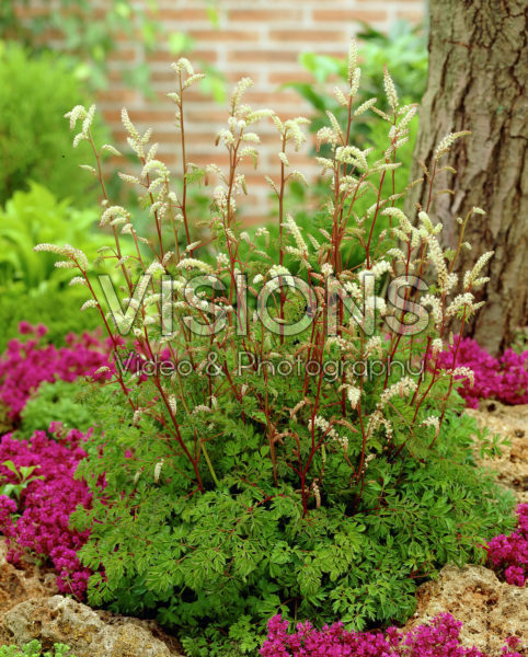 Aruncus aethusifolius Aruncus aethusifolius