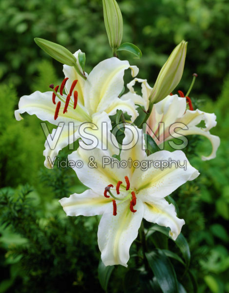 Lilium Starlight Lilium Starlight