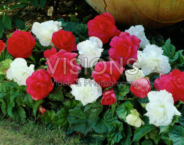 Begonia Non Stop mixed Begonia Non Stop mixed