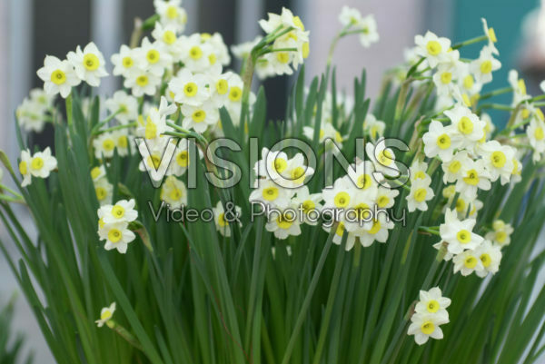 Narcissus Minnow Narcissus Minnow