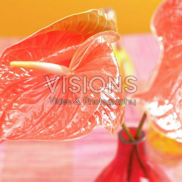 Anthurium Anthurium