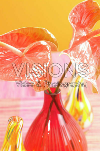 Anthurium Anthurium
