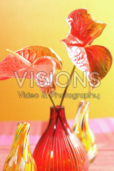 Anthurium Anthurium