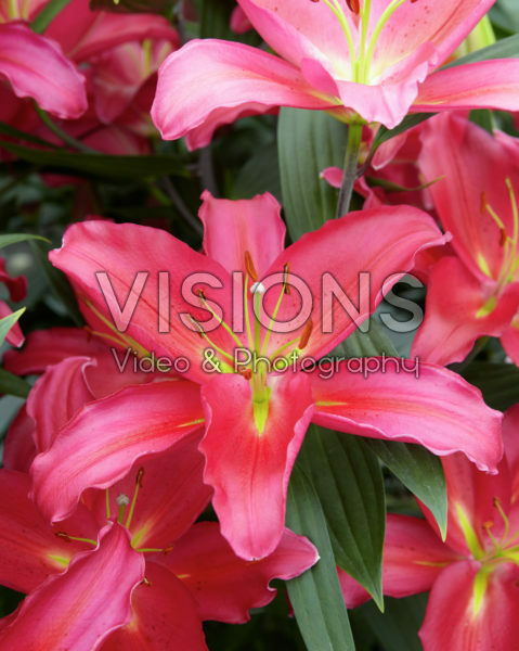 Lilium Tarrango Lilium Tarrango