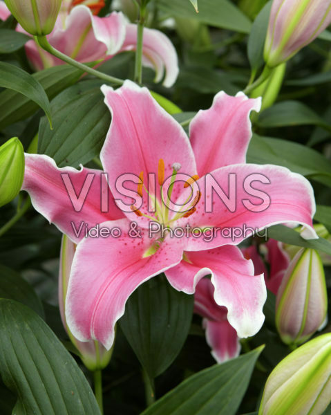 Lilium Sorbonne Lilium Sorbonne