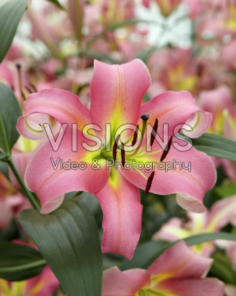 Lilium Corsini Lilium Corsini