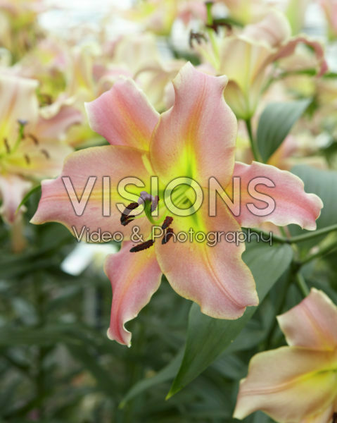 Lilium On Stage Lilium On Stage