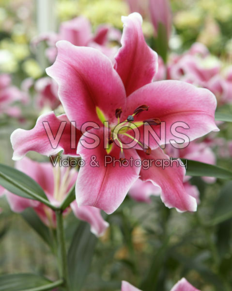 Lilium Paraguay Lilium Paraguay