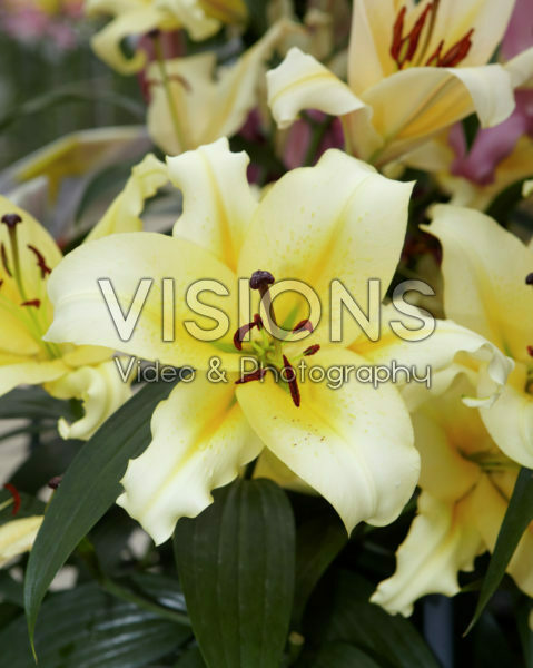 Lilium Alfieri Lilium Alfieri